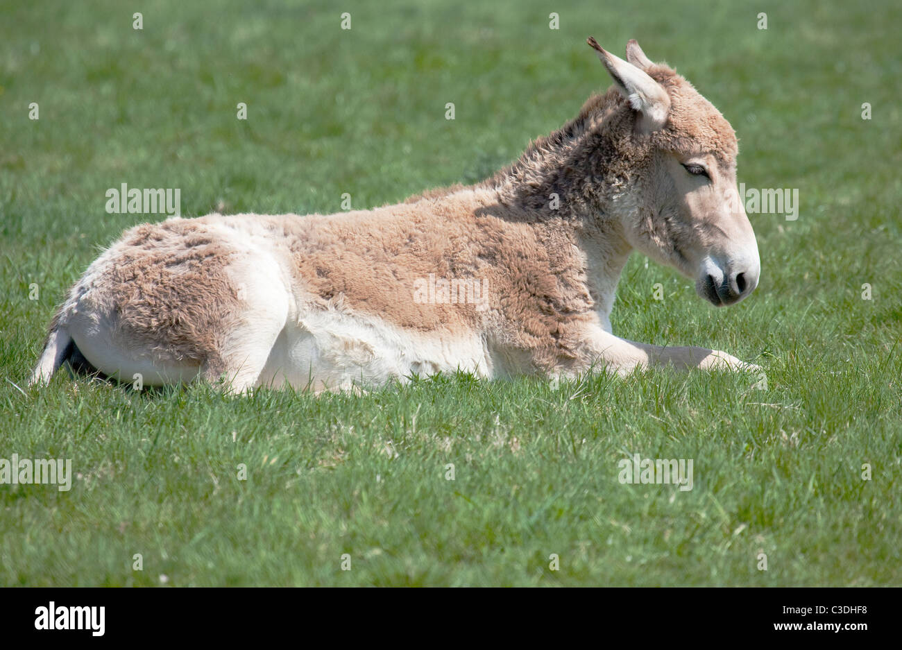 A Young Onager sitting in a field Stock Photo