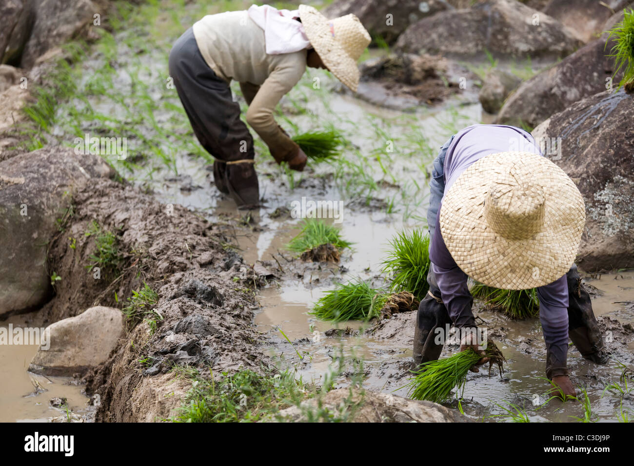 Field hands planting rice. Philippines. Asia Stock Photo - Alamy