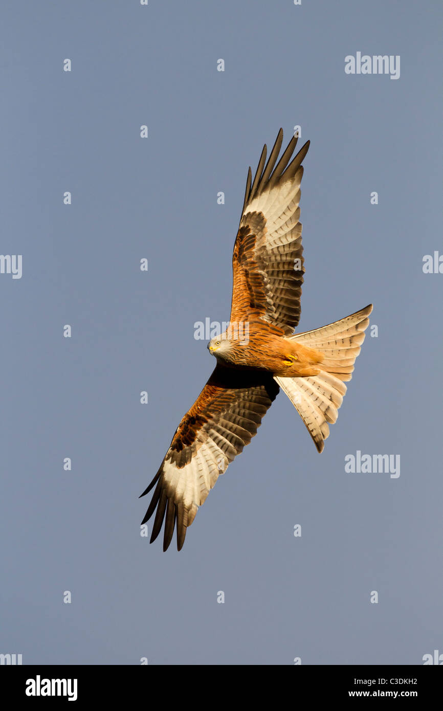Red Kite Milvus milvus soaring with spread wings against blue sky, Gigrin Farm, Rhayader, Wales, UK, November, 2010. Stock Photo