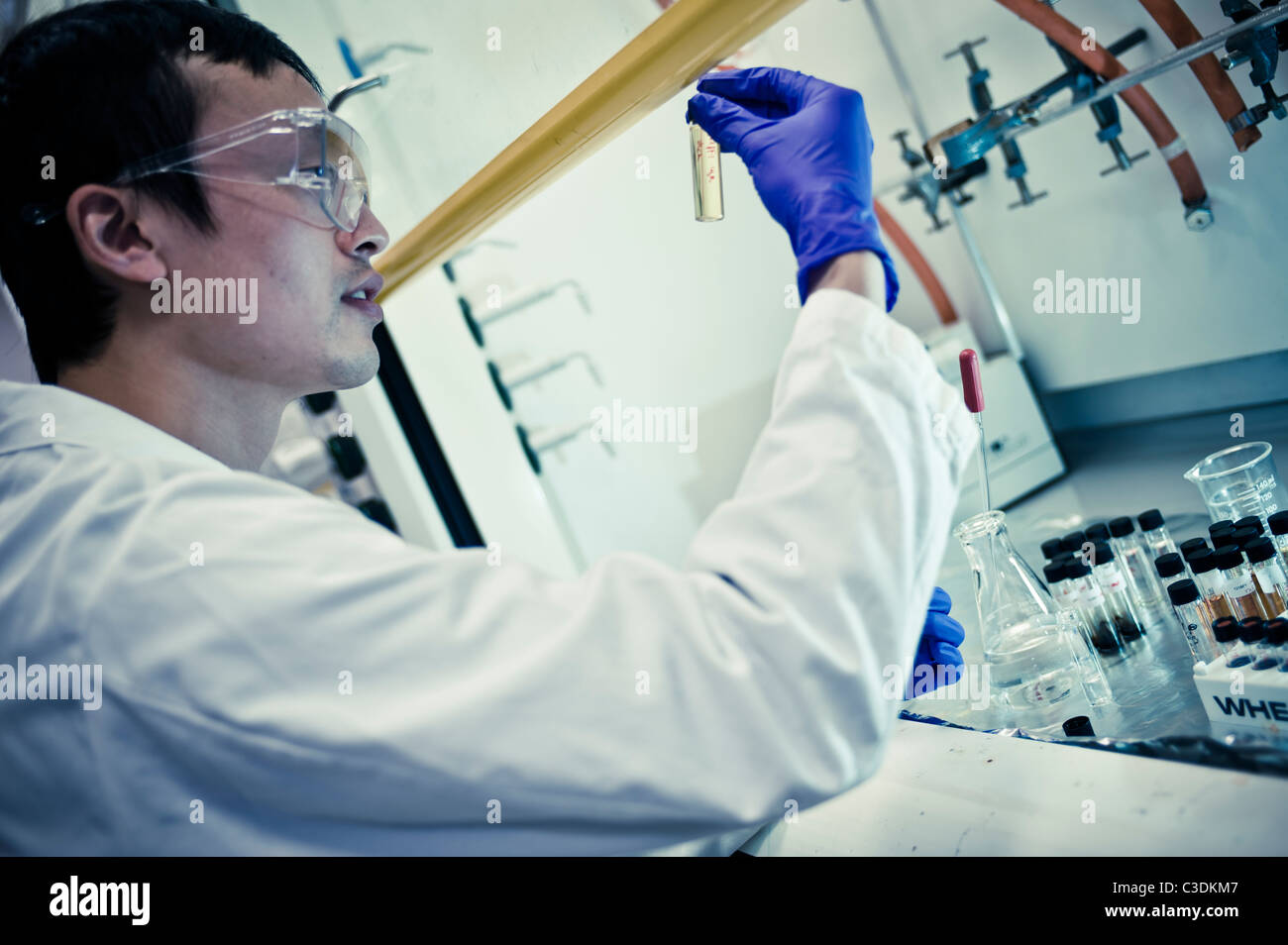 Asian male scientist in white coat goggles and purple gloves at fume cupboard in lab closely examining test tube equipment Stock Photo