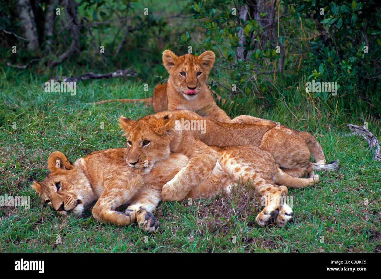 Three young lion cubs relax in the Masai Mara National Reserve, one of the best game-viewing parks in Kenya, East Africa. Stock Photo