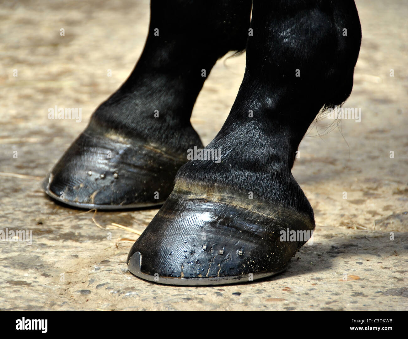 Horse Hoof - Closeup Detail on two Horse Hooves Stock Photo