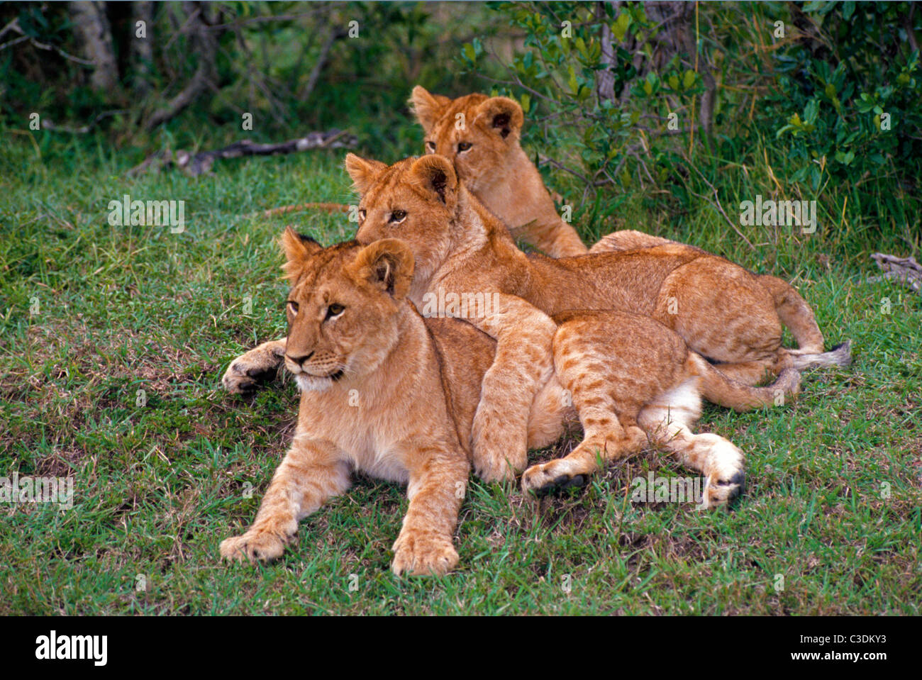Three young lion cubs watch visitors in the Masai Mara National Reserve, one of the best game-viewing parks in Kenya, East Africa. Stock Photo