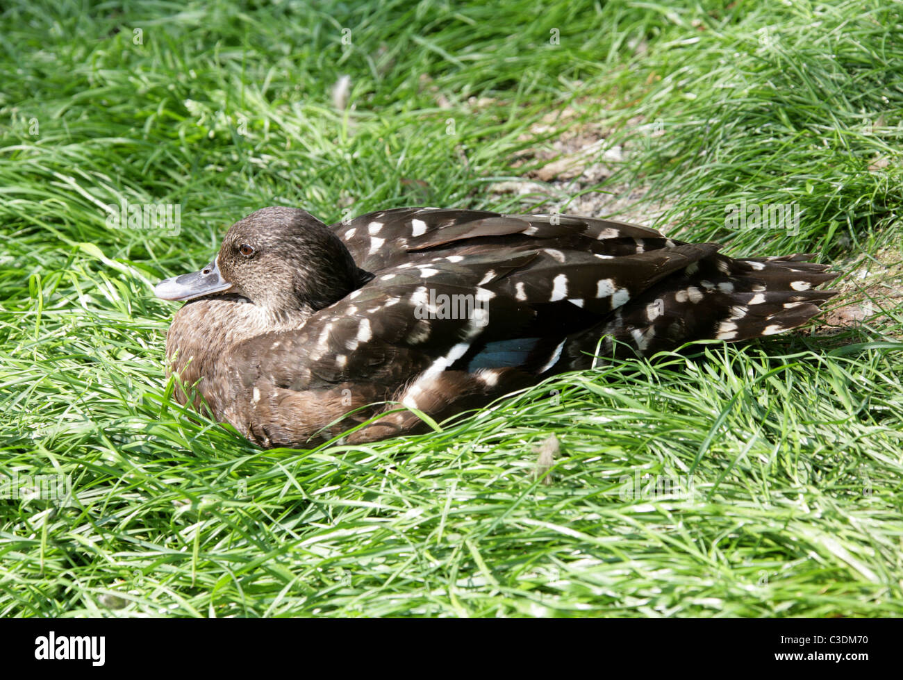 African Black Duck, Anas sparsa, Anatidae. Native to Africa, South of the Sahara. Stock Photo
