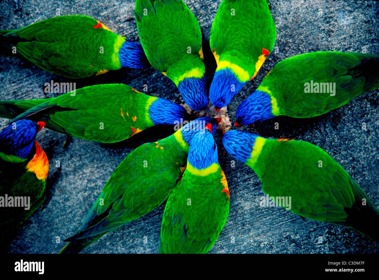 Rainbow Lorikeets create a circular pattern as these colorful parrots with blue heads and green backs feed on Hamilton Island in Queensland, Australia Stock Photo