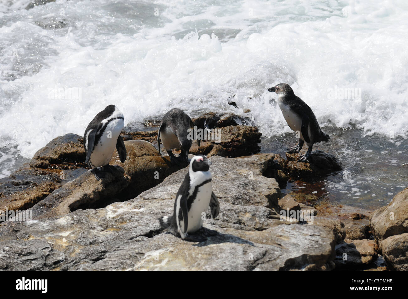 African penguins in troubled waters Stock Photo - Alamy