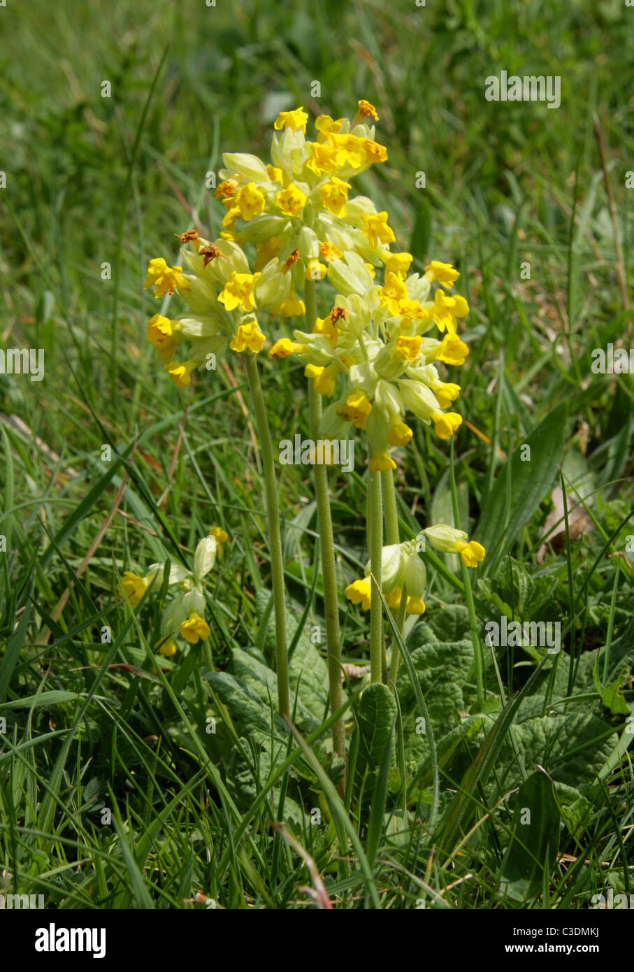 Cowslip, Primula veris, Primulaceae. A Common British Wild Flower. Stock Photo
