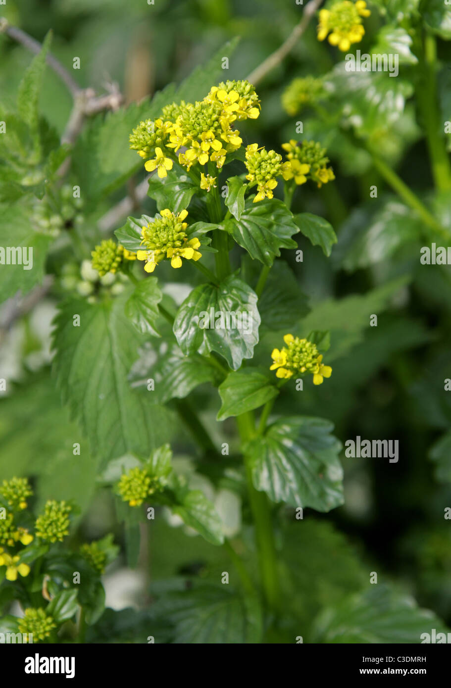 Common Wintercress, Barbarea vulgaris, Brassicaceae (Cruciferae), also Known as Yellow Rocket. Stock Photo