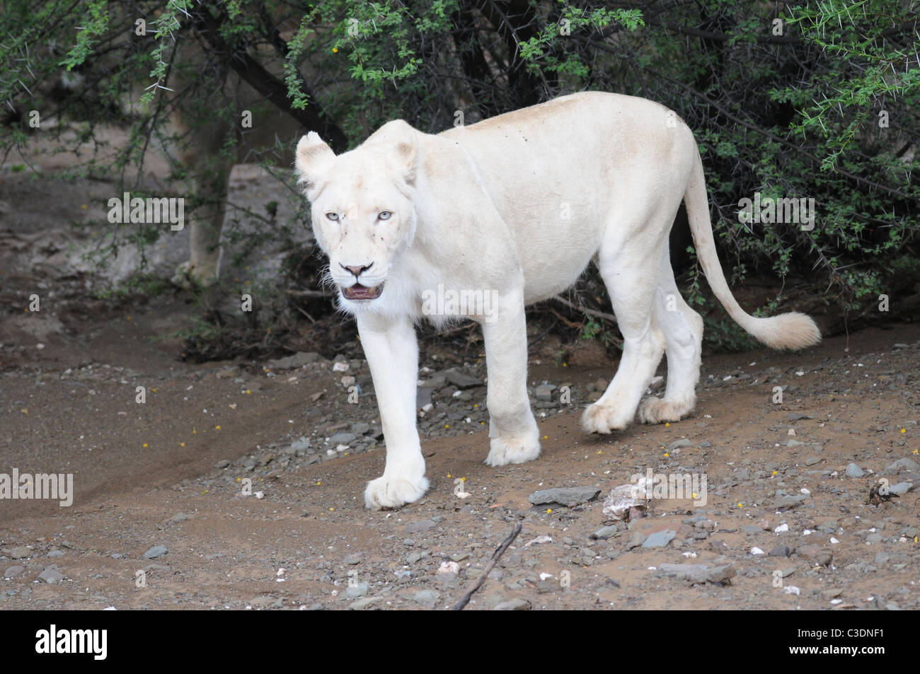 White lion with blue eyes, wild white lion, female lion Stock Photo