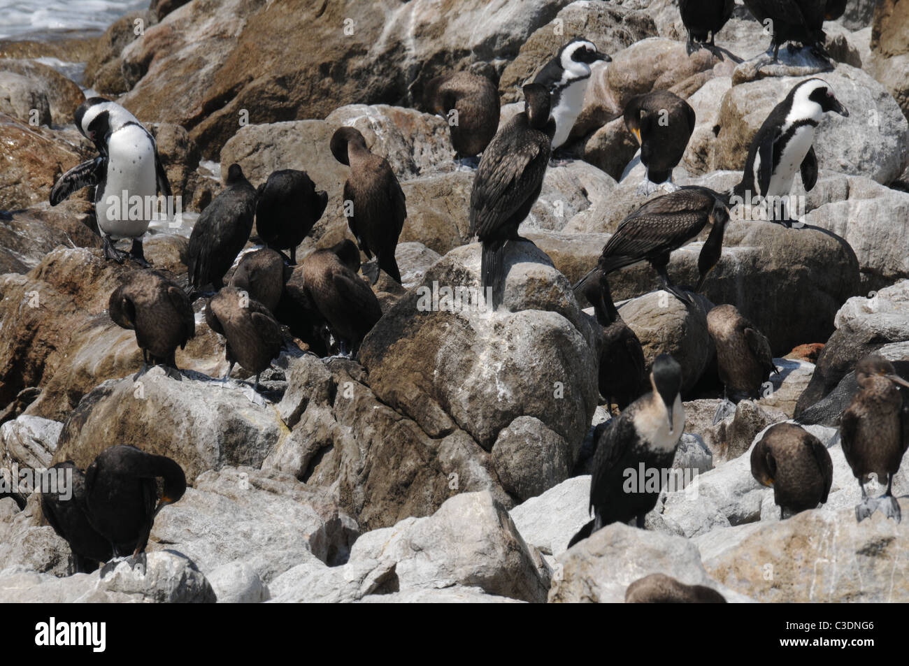 a colony of cormorants and African penguins, penguins, nature, seascape, birds, cormorants Stock Photo