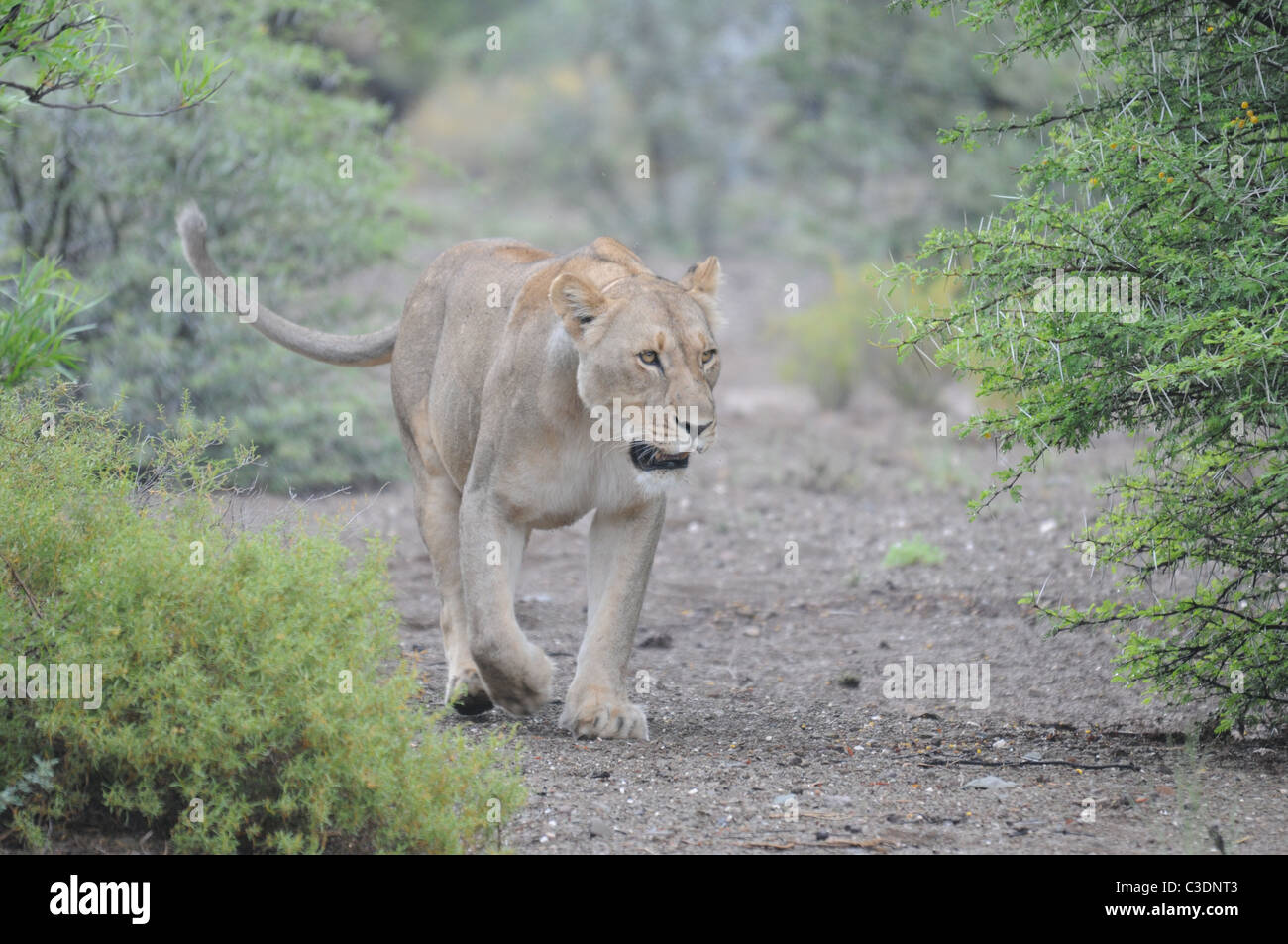 Lion in motion, Sanbona wildlife reserve, Stock Photo