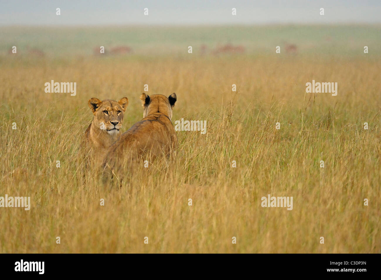 A pride of lions in rain in grasslands of Lake Nakuru national park, Kenya, Africa Stock Photo