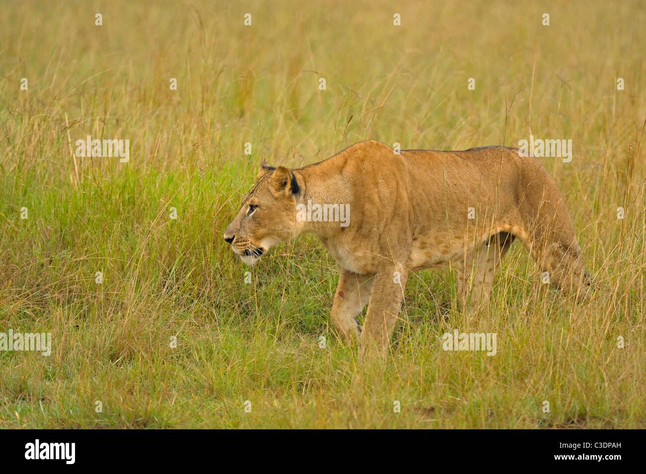 Lioness in the rain in grasslands of Lake Nakuru national park, Kenya