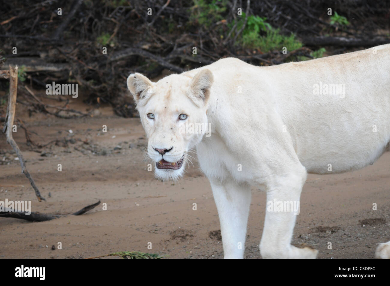 White lion with blue eyes, wild white lion, female lion Stock ...
