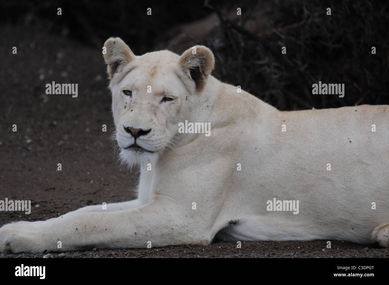White lion with blue eyes hires stock photography and images Alamy