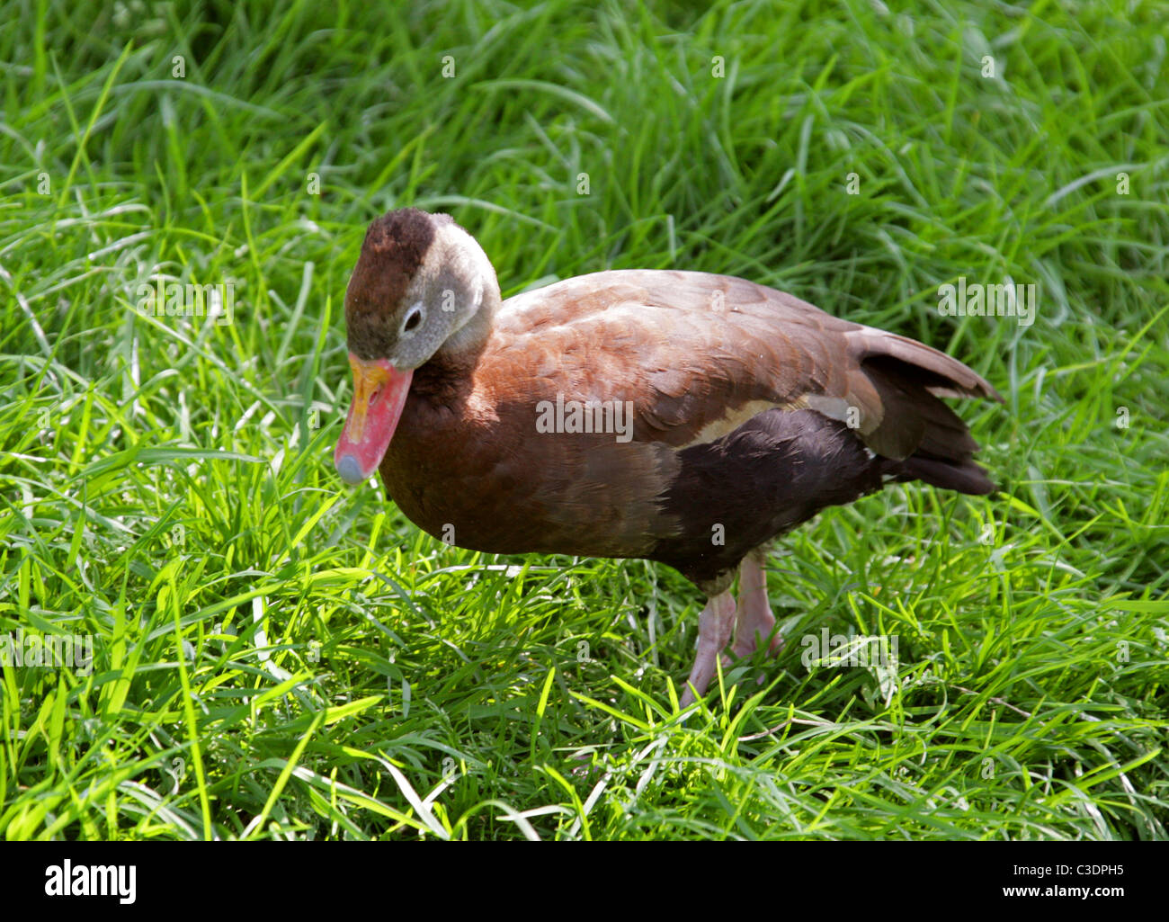 Black-bellied Whistling-duck, Black-bellied Tree Duck or Northern Red-billed Whistling Duck, Dendrocygna autumnalis, Anatidae. Stock Photo