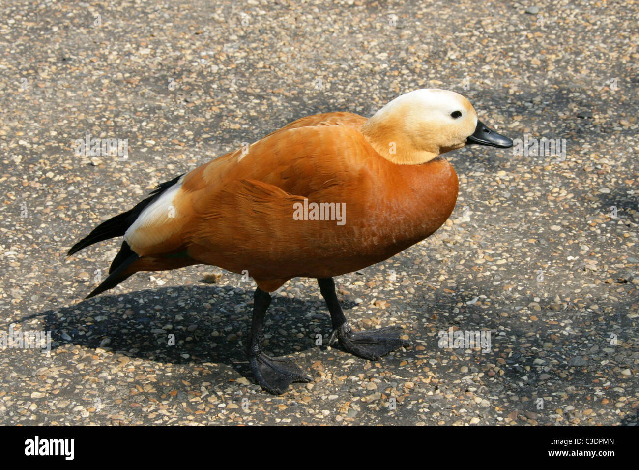 Ruddy Shelduck or Brahminy Duck, Tadorna ferruginea, Tadorninae, Anatidae. Stock Photo