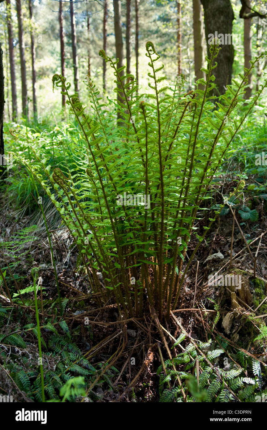 Adult ferns in woodlands in Forest of Dean, Gloucestershire on sunny day Stock Photo