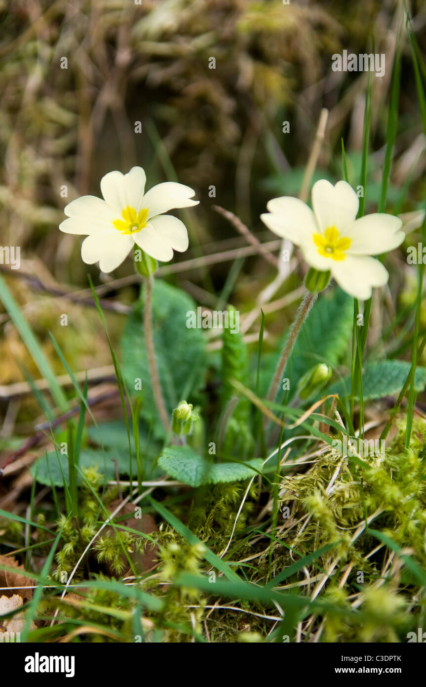 Common primroses growing in wooded area near Lairg, Sutherland, Scotland Stock Photo