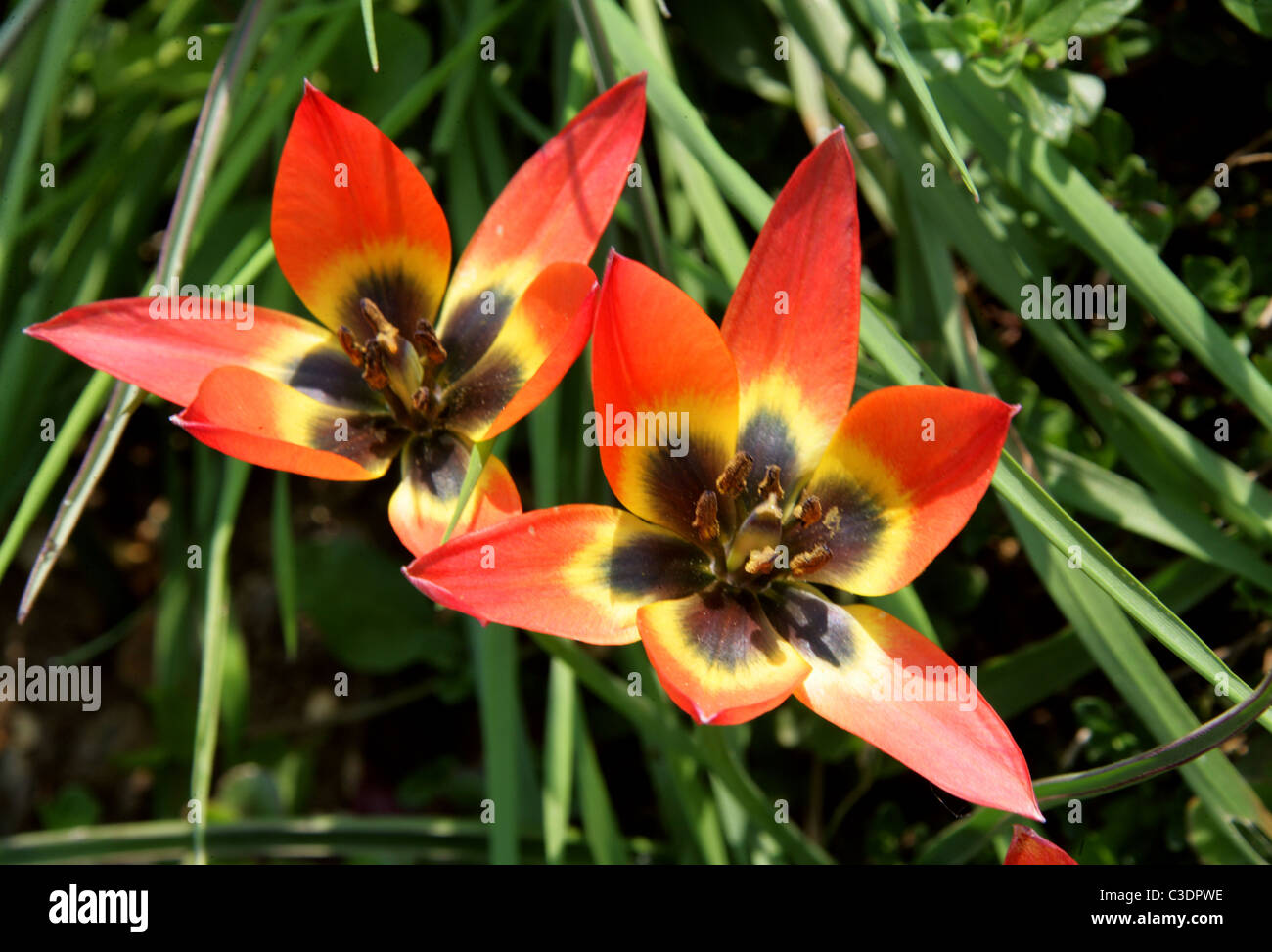 Red Tulips, Liliaceae. Stock Photo