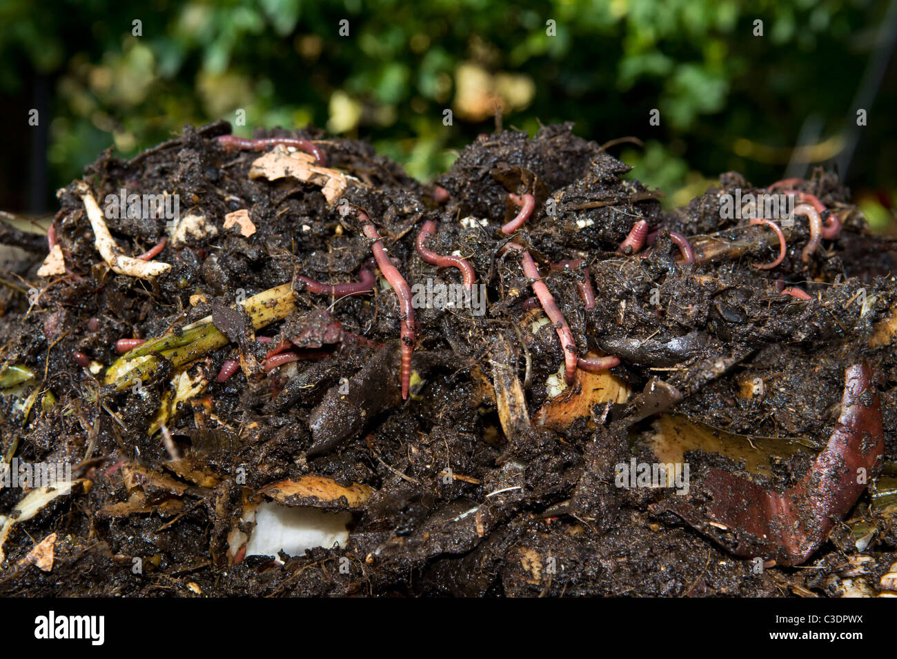 Composting worms hires stock photography and images Alamy