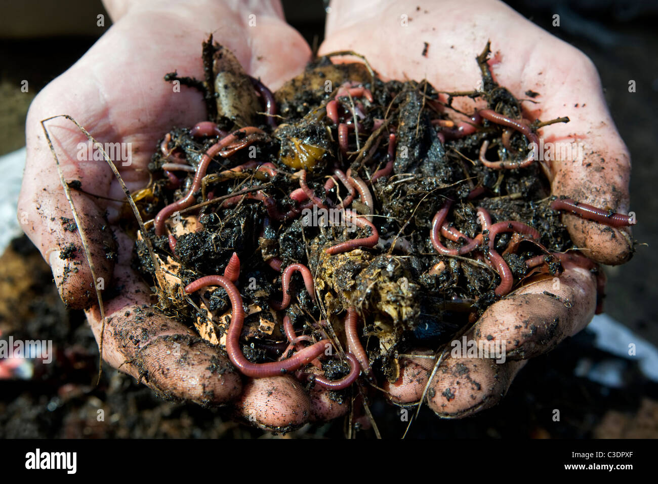 Close up of mans hands holding earth worms in freshly dug soil from compost heap Stock Photo
