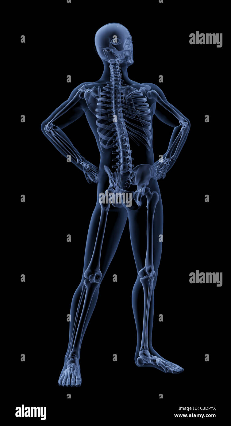 Male anatomy standing hi-res stock photography and images - Alamy
