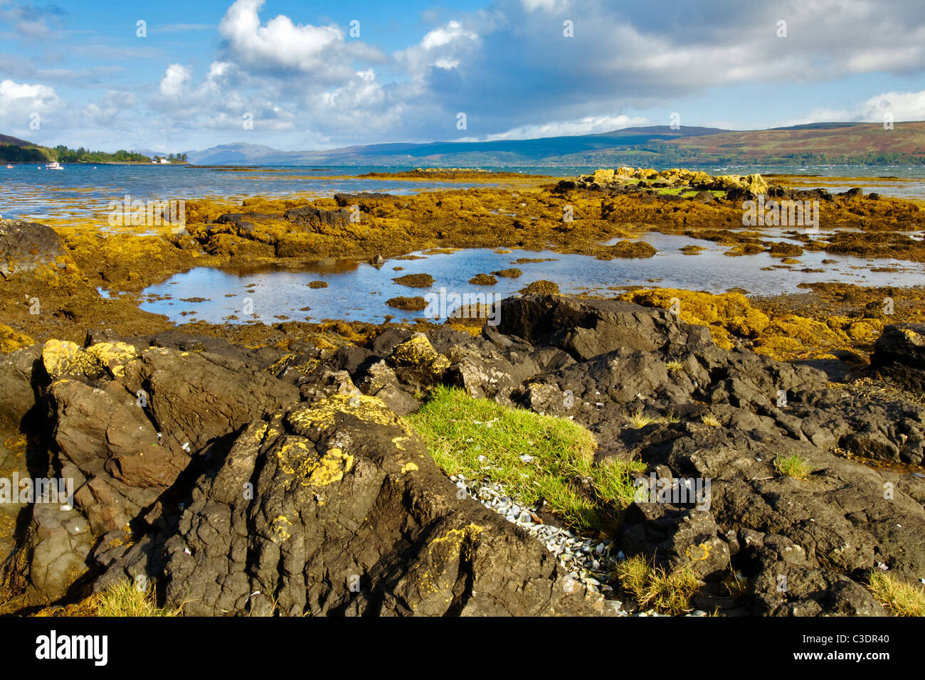 Low tide showing colourful seaweed along coast line near Salen on the Sound of Mull, taken on a birght sunny autumn day Stock Photo