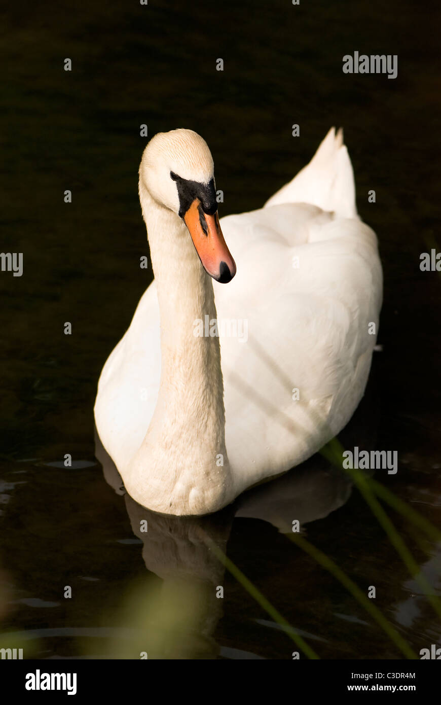 Single adult mute swan swimming in lake taken near Bristol England Stock Photo