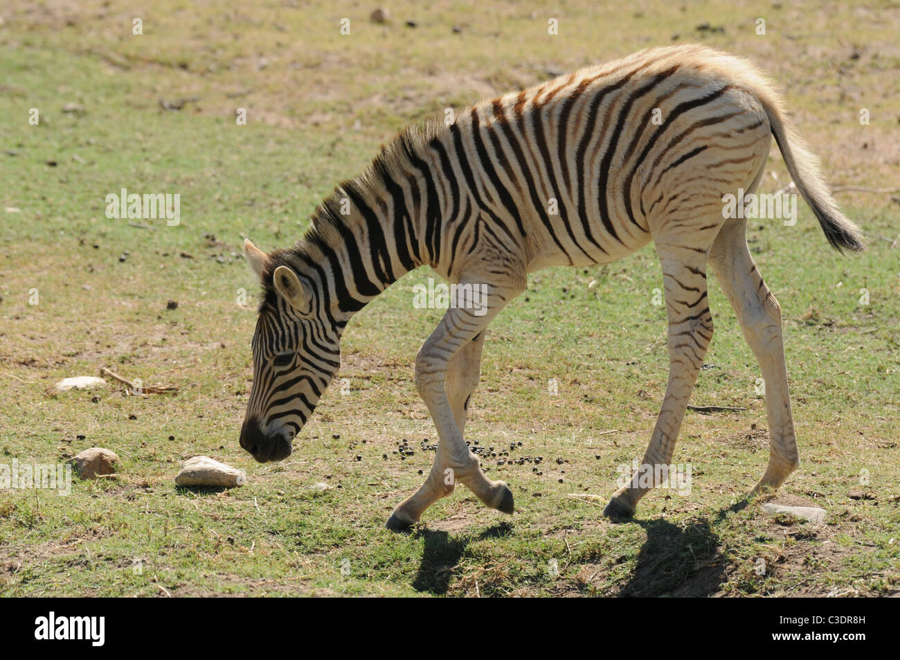 Desert zebra hi-res stock photography and images - Alamy