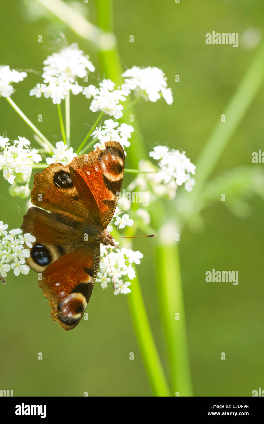 Peacock Butterfly on a white flower closeup Stock Photo - Alamy