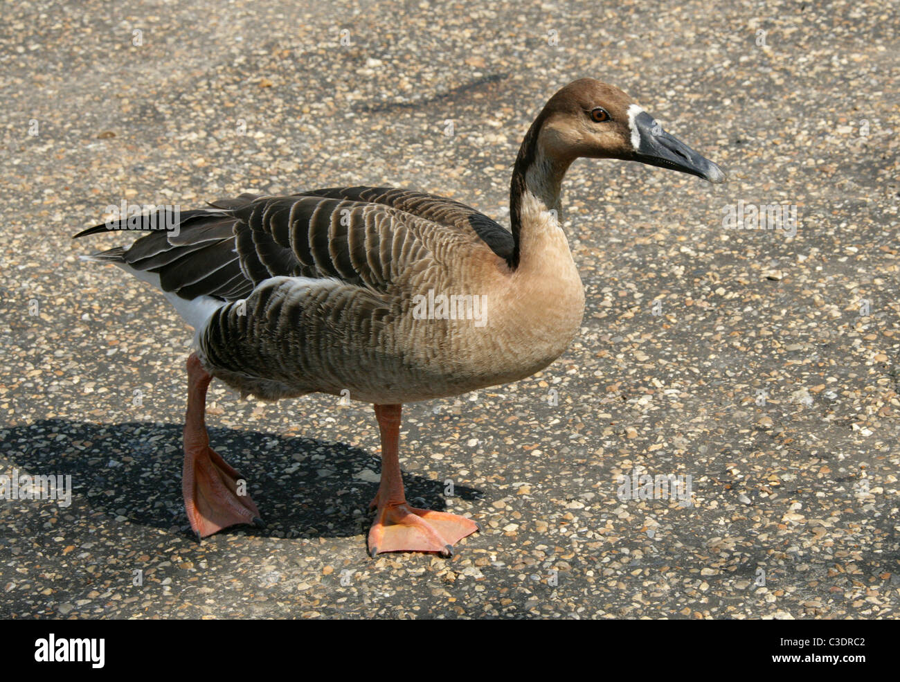 Swan Goose or Grey Chinese Goose, Anser cygnoides, Anserinae, Anatidae, Anseriformes. Stock Photo
