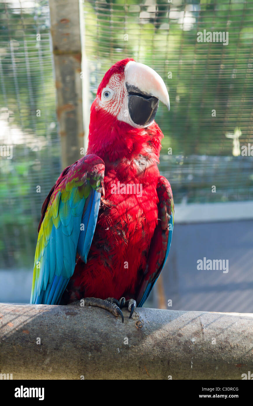 Picture of A Beautiful Macaw parrot in a cage Stock Photo - Alamy