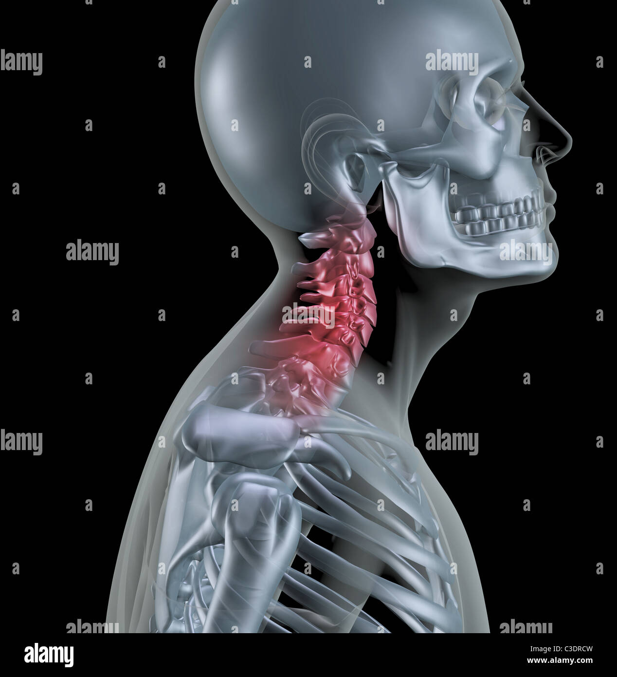 3D render of a skeleton with neck bones highlighted Stock Photo