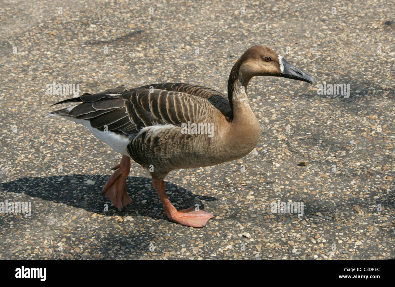 Anserinae High Resolution Stock Photography and Images Alamy