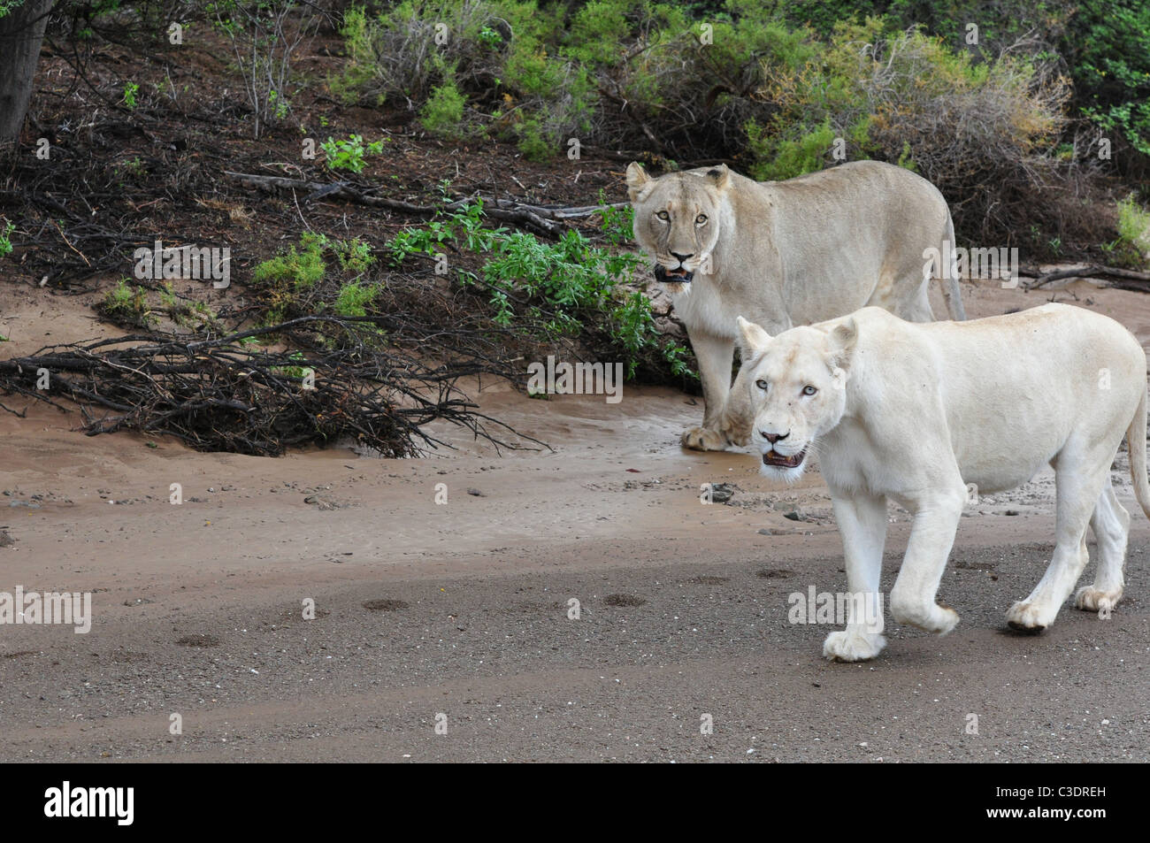 wild white and brown female lion together, a pair of lions, white lion with blue eyes Stock Photo