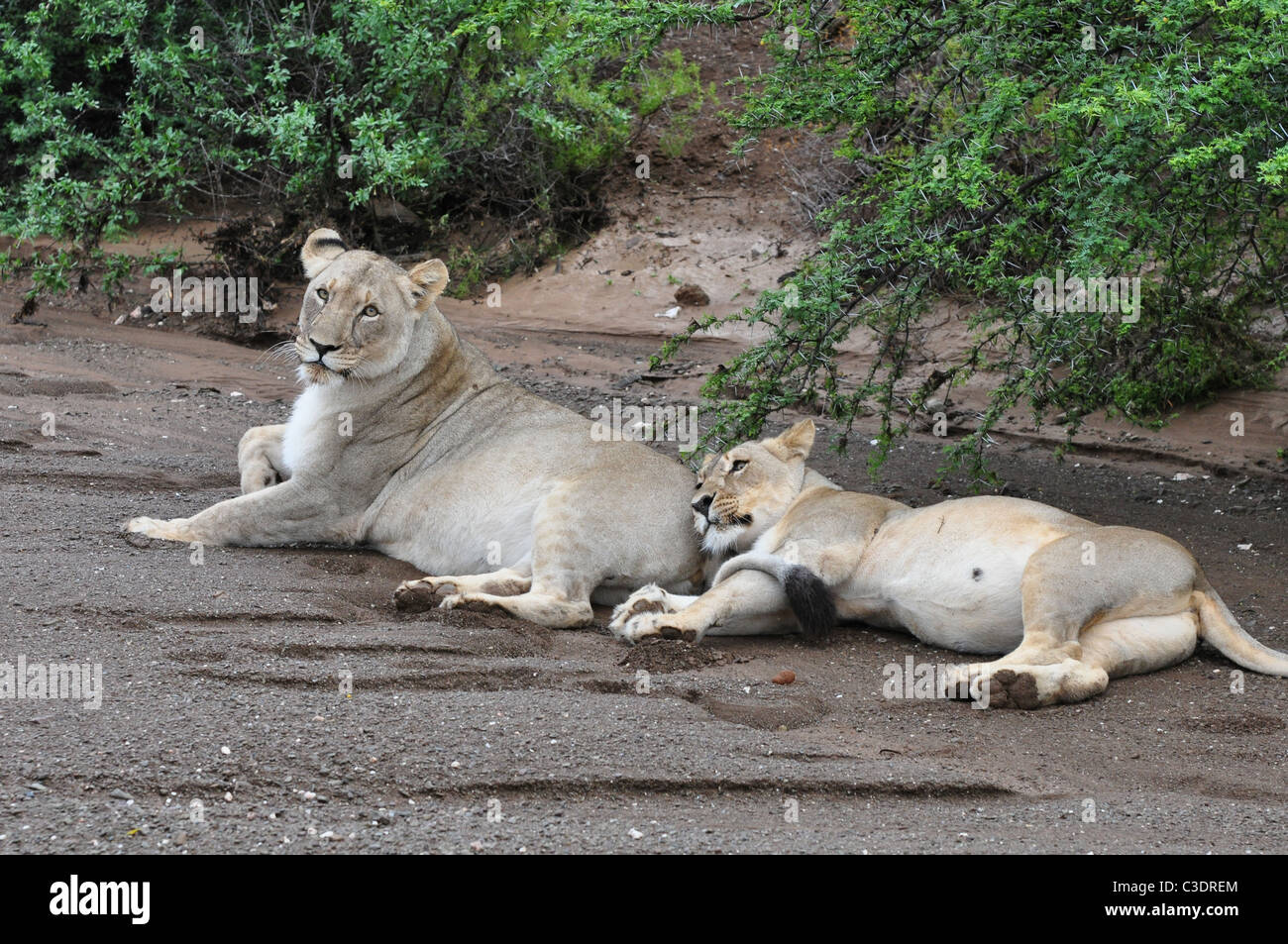 Sanbona wildlife reserve, Western Cape, South Africa Stock Photo Alamy