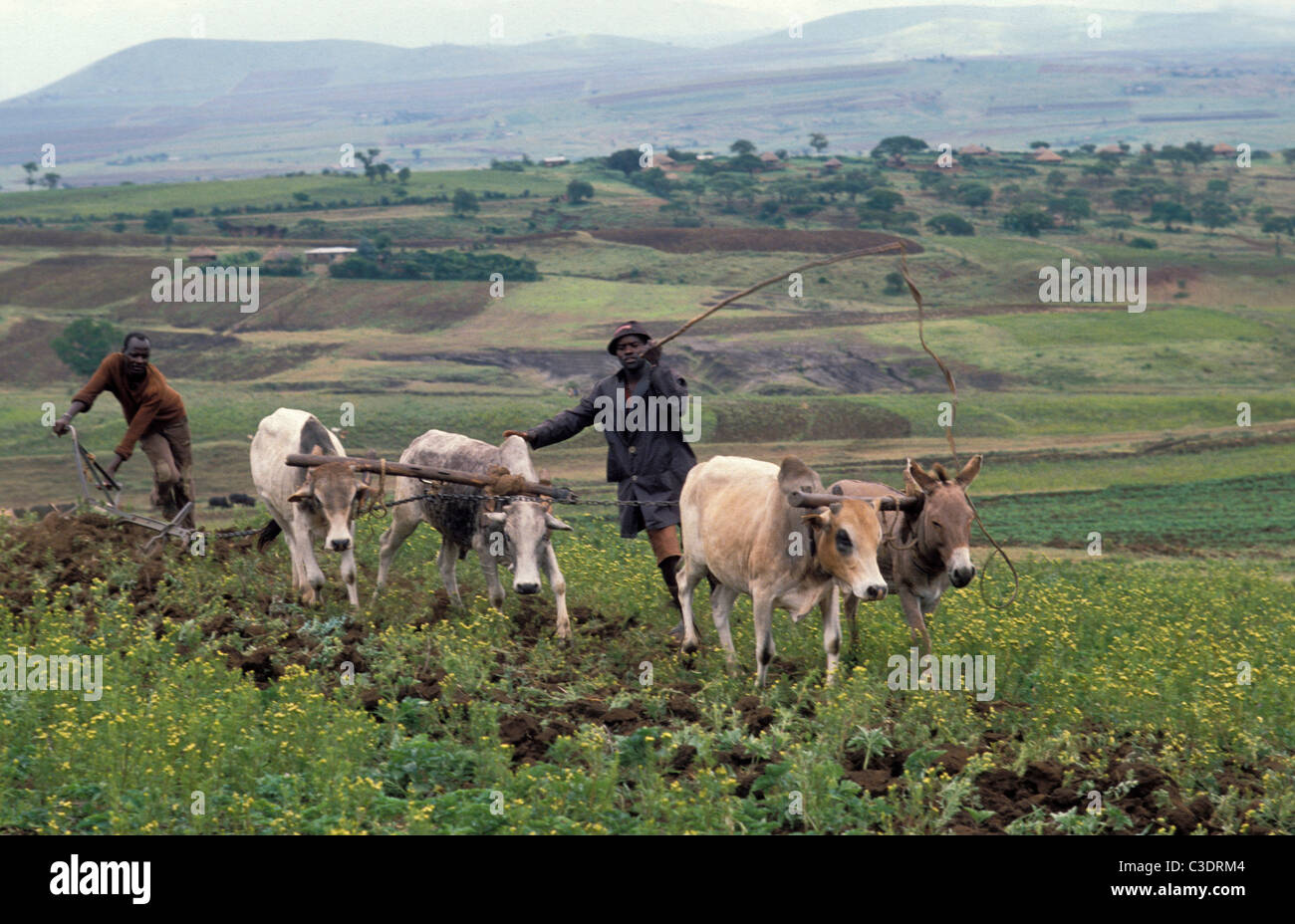 Tanzania. Settled maasai farmers in Aru Meru District Stock Photo Alamy