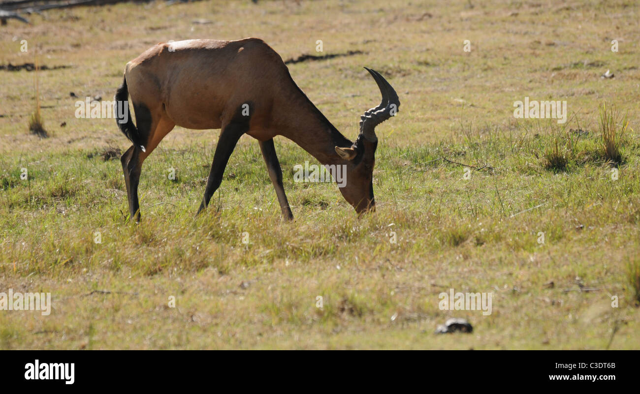 Red Heart Beast, Rooihartebees, antelope, wildlife Stock Photo