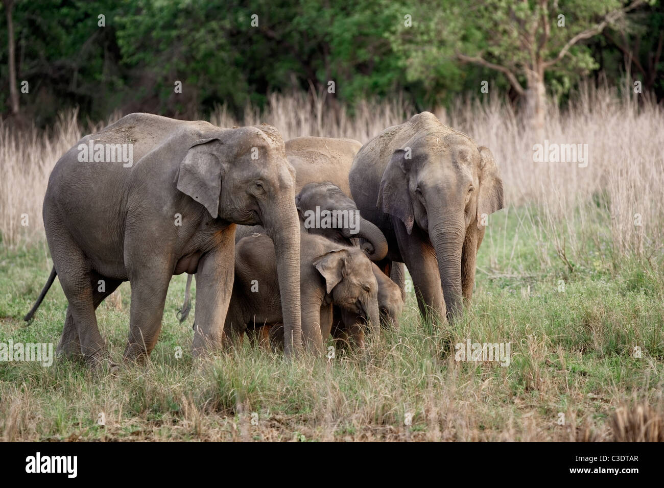 Herd of Wild Elephant at Corbett National Park, India. Stock Photo