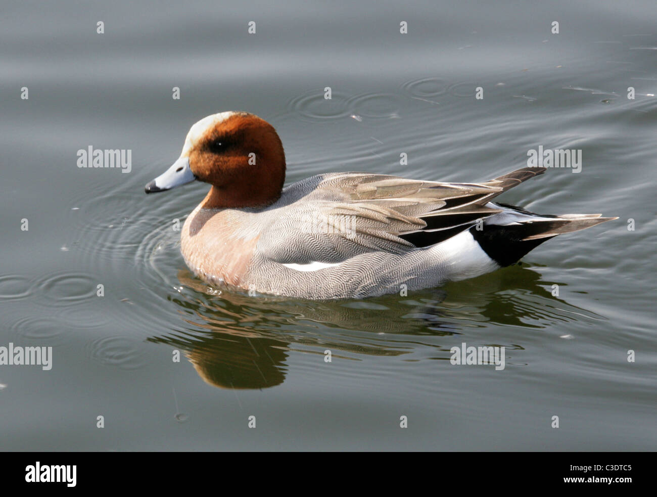 Eurasian Wigeon, Anas penelope, Anatidae, Anseriformes. Male Duck