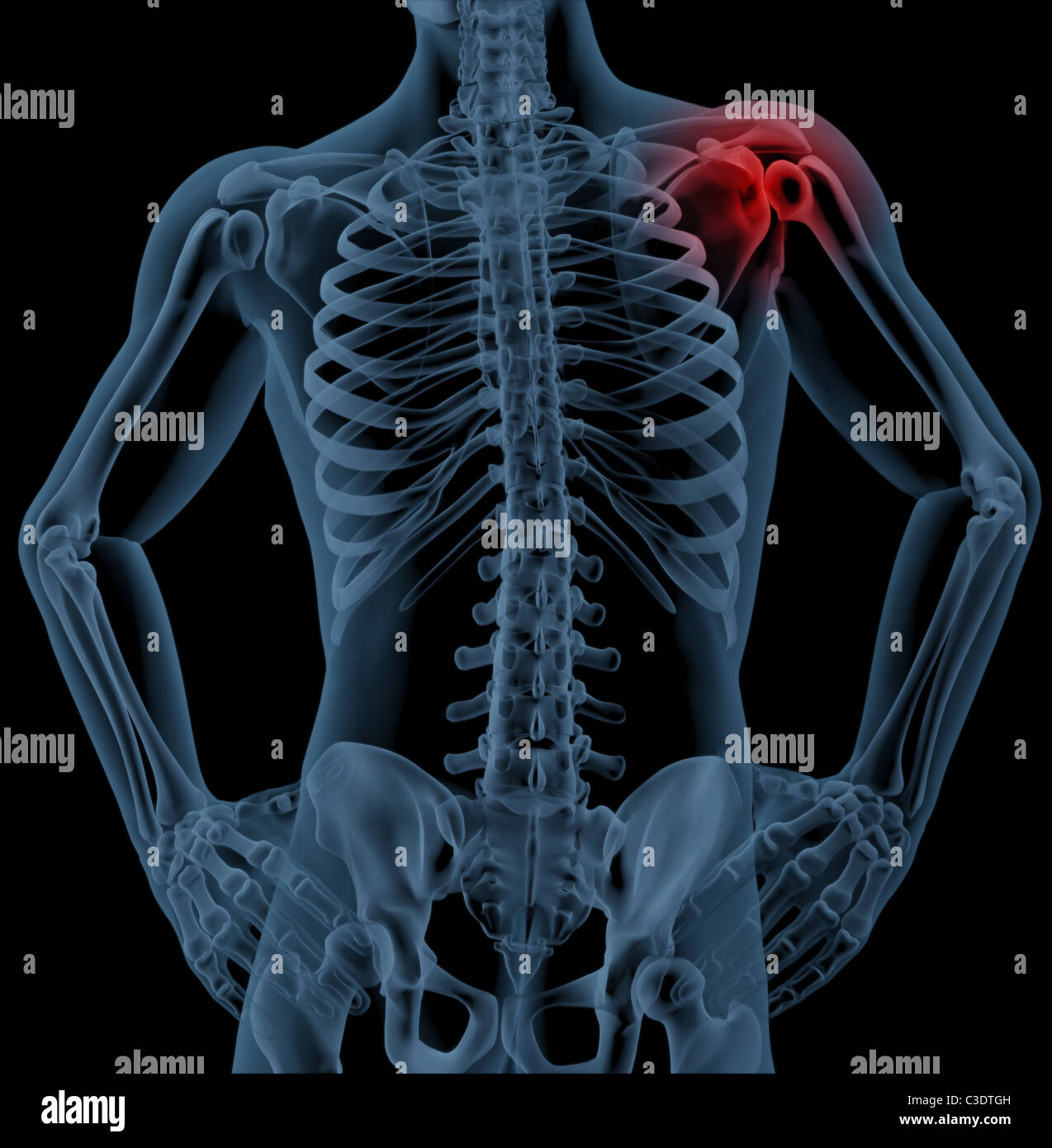 https://c8.alamy.com/comp/C3DTGH/3d-render-of-a-medical-skeleton-with-the-shoulder-joint-highlighted-C3DTGH.jpg