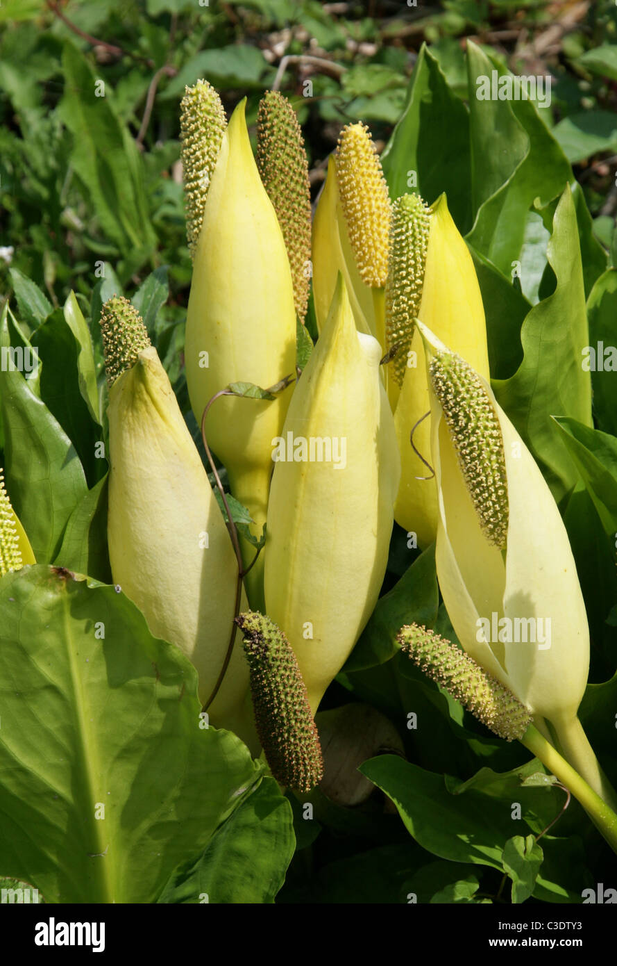 Western Skunk Cabbage, Yellow Skunk Cabbage or Swamp Lantern
