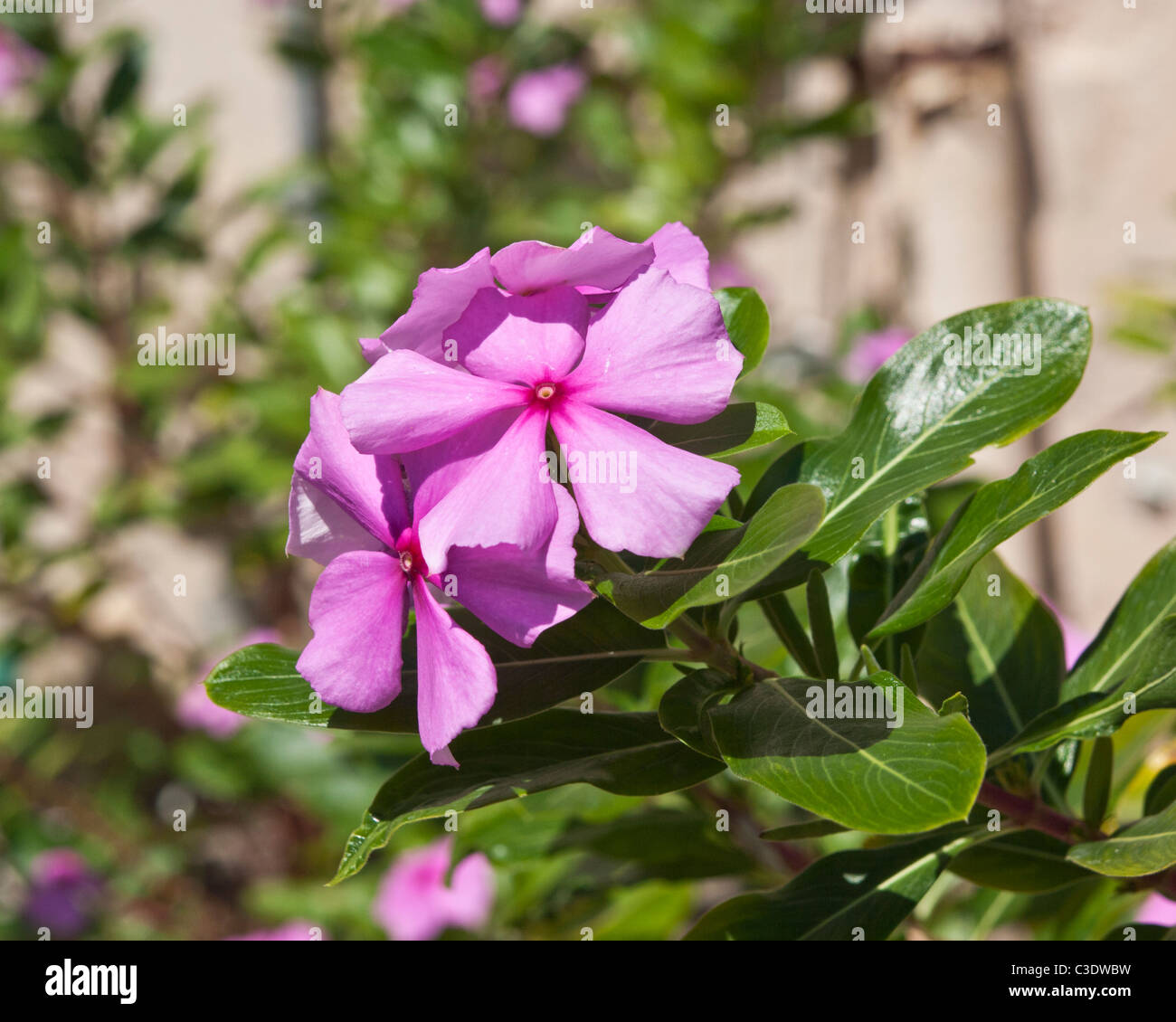 Madagascar Rosy Periwinkle Catharanthus roseus Apocynaceae is used for many herball qualities Stock Photo