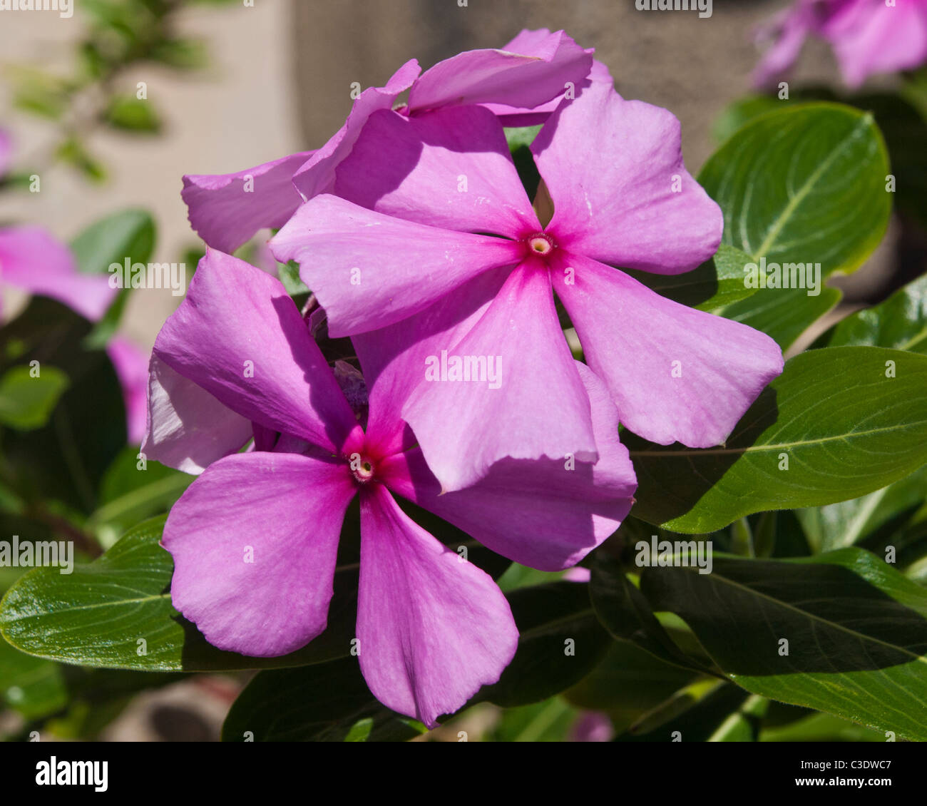 Madagascar Rosy Periwinkle Catharanthus roseus Apocynaceae is used for many herball qualities Stock Photo