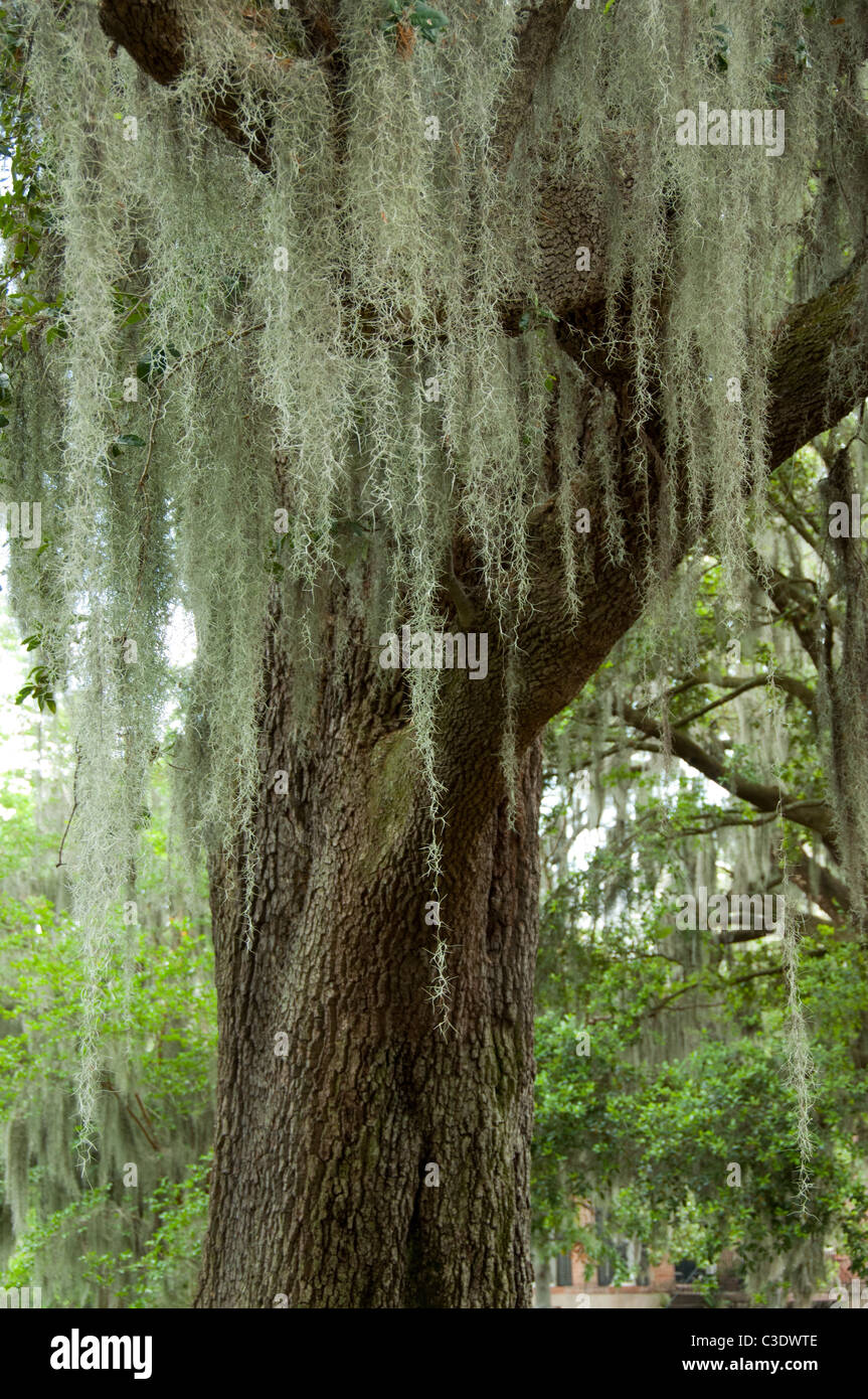 Savannah. Southern Live Oak trees (Quercus virginiana) covered