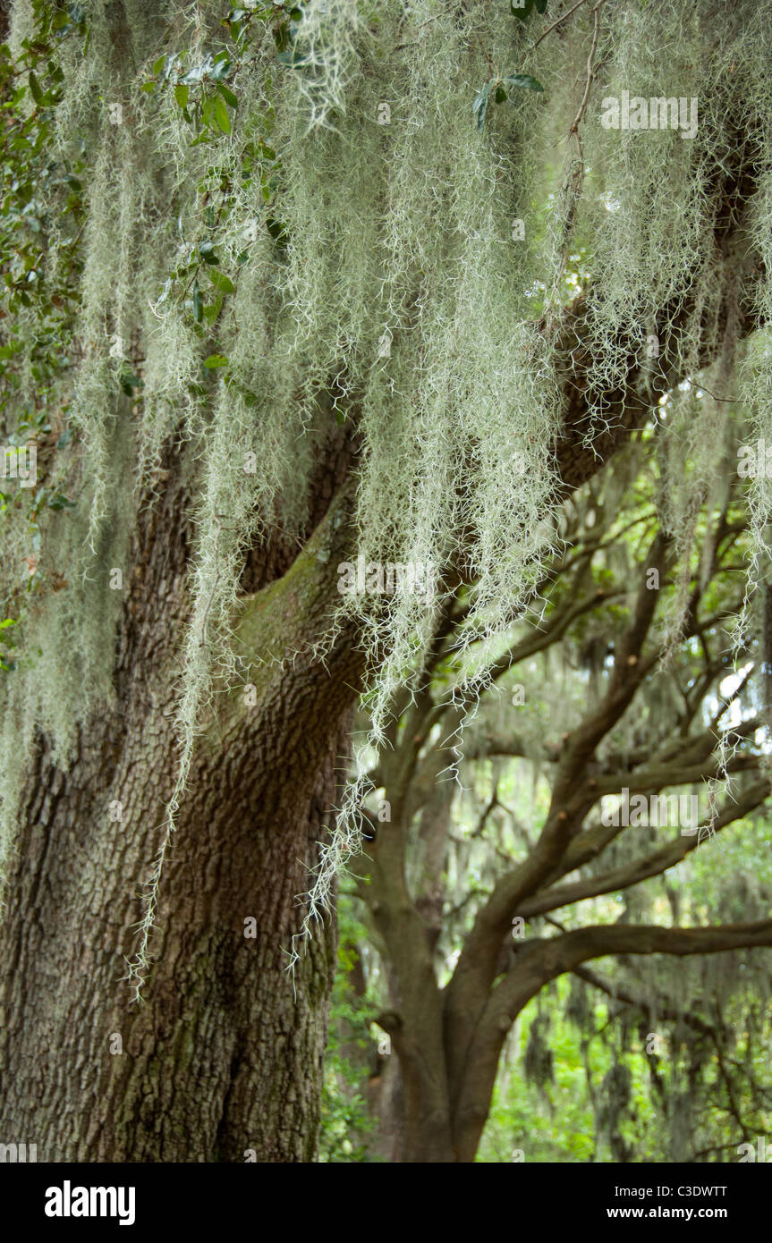 Savannah. Southern Live Oak trees (Quercus virginiana) covered