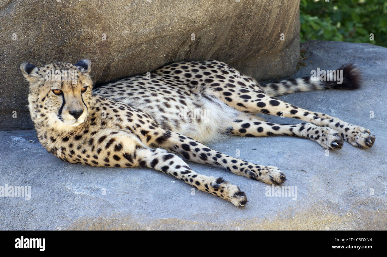 Cheetah lying down Stock Photo