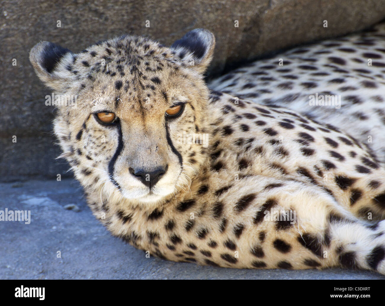 Cheetah lying and looking at camera Stock Photo