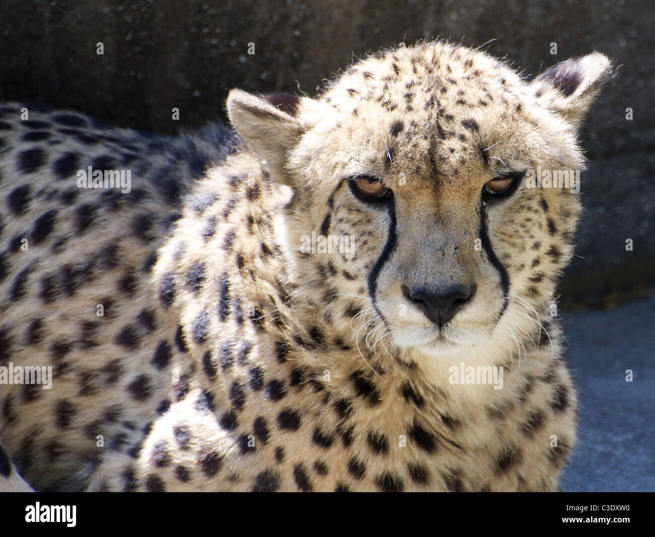 Cheetah looking at camera Stock Photo